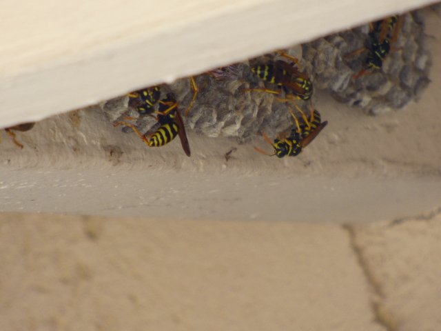 ANTHONY’S BEE REMOVAL CO. - Updated December 2025 - 36 Photos & 65 ...