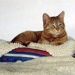 Animal Sanctuary and Care Society