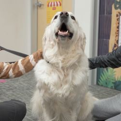 Animal therapy on campus