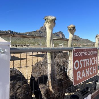 Rooster Cogburn Ostrich Ranch - Petting Zoos Near Me - Picacho, Arizona Rooster Cogburn Ostrich Ranch - Petting Zoos Near Me - Picacho, Arizona