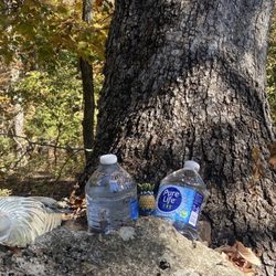 Elk City State Park Hiking Trails - Water stash finale with another "hidden" pineapple for Mum