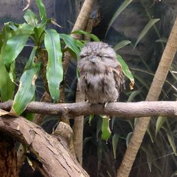 Tawny Frogmouth