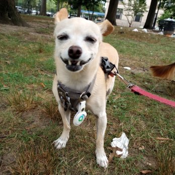 Gotham Sitty - Pet Sitting Near Me - Brooklyn, New York