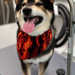 Sunset Grooming - Clean Shiba after grooming