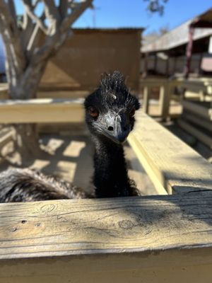 River Street Ranch by null