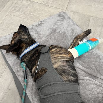 Veterinary Emergency Group - Cushy bed for my dog to recover on. - Emergency Pet Hospital Near Me - Phoenix, Arizona Veterinary Emergency Group - Cushy bed for my dog to recover on. - Emergency Pet Hospital Near Me - Phoenix, Arizona