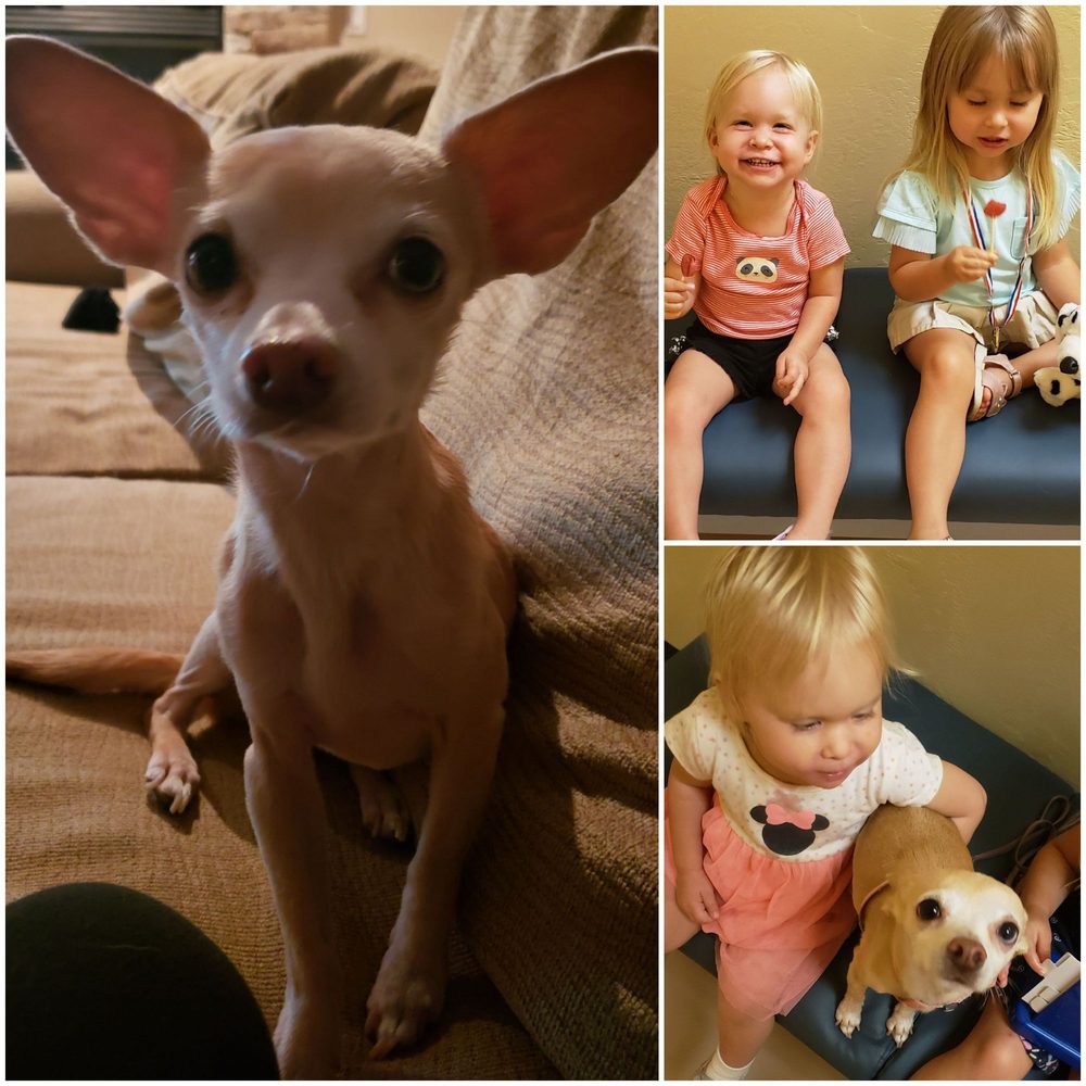 PURRFURRED PETS VETERINARY CLINIC Updated October 2024 34 Photos & 49 Reviews 15601 W Bell