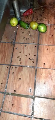 Roach Extermination -Wenceslao Pest Control - Roach Extermination -Wenceslao Pest Control