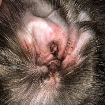 Happy Tails Ranch - My dog left there with blood inside his ear. Owner extremely rude when I called her to discuss. She hung up on me.  Not profressional! - Pet Sitting Near Me - Island Lake, Illinois