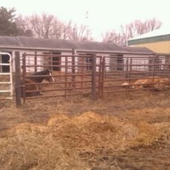 A Wilderness Stable - Such lazy horses - Horse Boarding Near Me - Lincoln, Nebraska