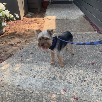 Dawn's Pet Palace - Pet Groomers Near Me - Carmichael, California