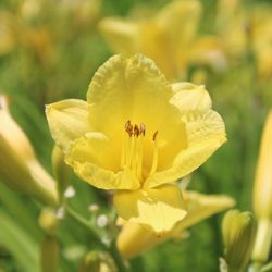 Iowa City Landscaping & Garden Center