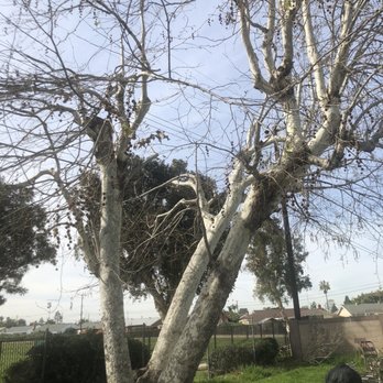 Mario's Tree Service & Stump Grinding - The tree - Tree Services Near Me - Long Beach, California Mario's Tree Service & Stump Grinding - The tree - Tree Services Near Me - Long Beach, California