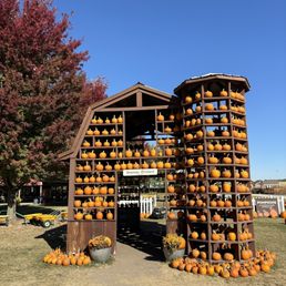 Pumpkin selection