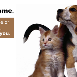 Stepping Stone Animal Society