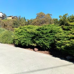 Ruben & Sons Tree Service - This is the hedge's looked like when I arrived