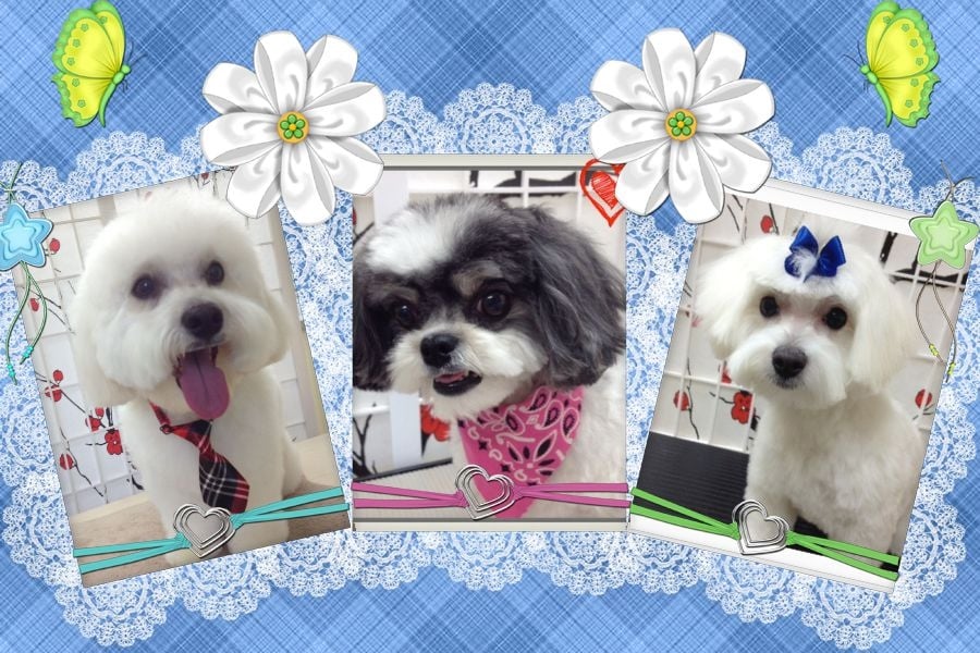 DANIELLE’S DOG GROOMING STUDIO Updated July 2024 36675 Dawson Road