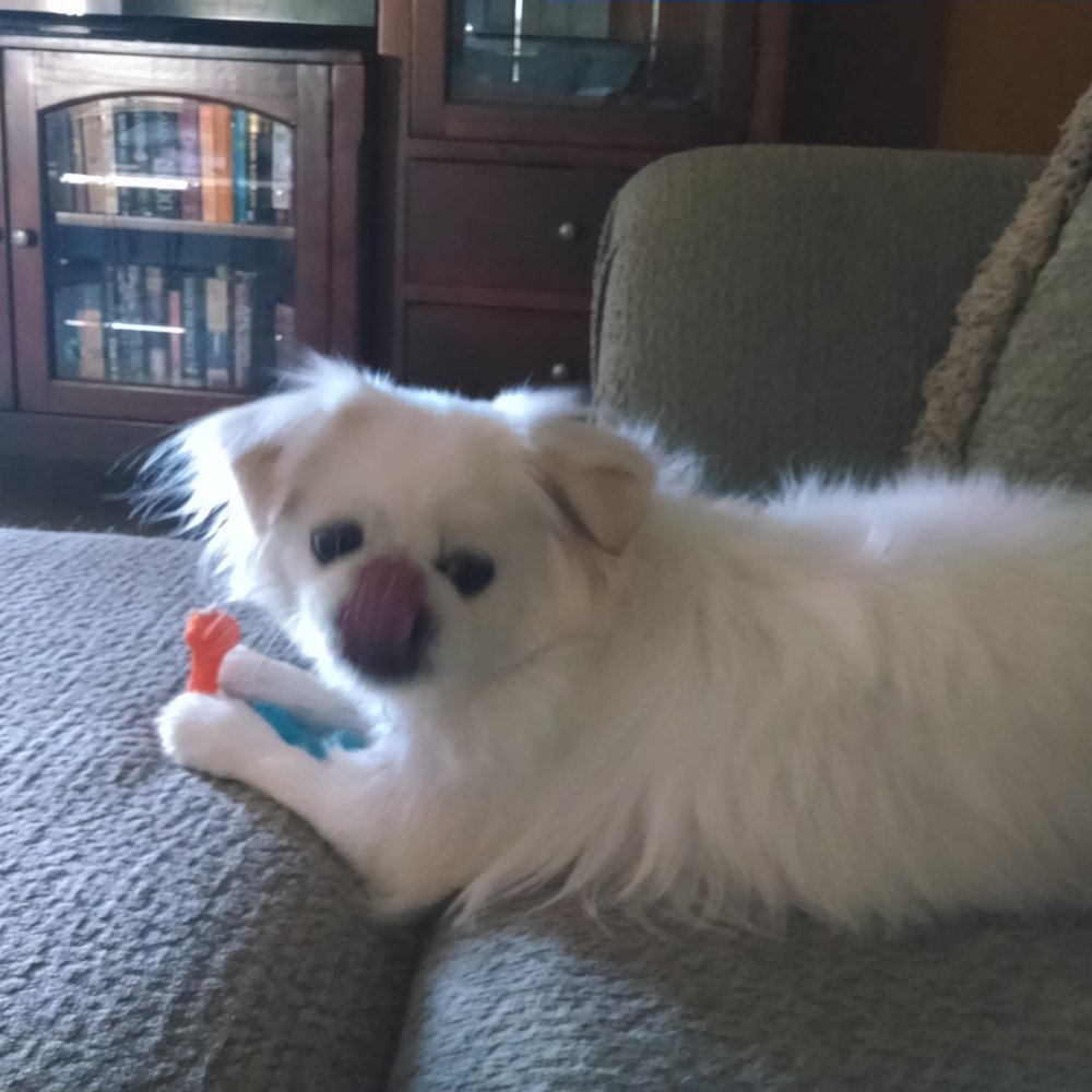 Creature Comforts Pet Resorts - He doesn't know yet but when he figures out he's going he will go crazy! - Pet Sitting Near Me - Marana, Arizona