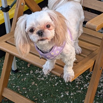 Charming Pet Rescue - Pet Adoption Near Me - Boerne, Texas