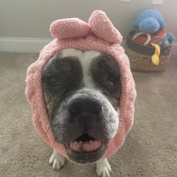Doggy Doggy