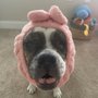 Photo of Ridgewood Animal Hospital