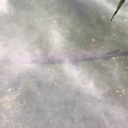Long nose gar Long nose gar