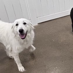Hounds Town - North Fort Worth Alliance - Willow and her friends