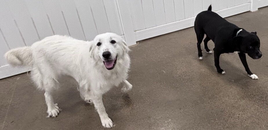 Hounds Town - North Fort Worth Alliance - pet boarding facility in Fort Worth, TX