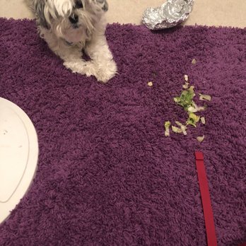 Chipotle Mexican Grill - My dog enjoyed everything but the lettuce that I didn't even order - Mexican Near Me - East Point, Georgia Chipotle Mexican Grill - My dog enjoyed everything but the lettuce that I didn't even order - Mexican Near Me - East Point, Georgia