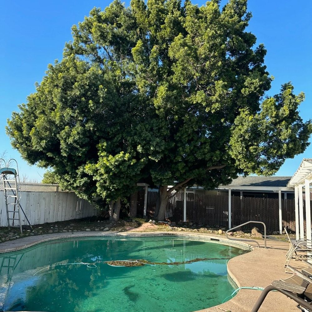 Roberto’s Tree Service - This is our pain in the butt tree, it was HUMUNGOUS.... - Tree Services Near Me Roberto’s Tree Service - This is our pain in the butt tree, it was HUMUNGOUS.... - Tree Services Near Me