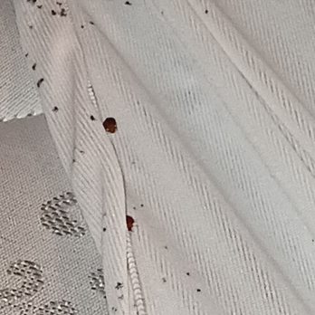 Calypso Cay - Bed bugs. - Hotels Near Me - Kissimmee, Florida Calypso Cay - Bed bugs. - Hotels Near Me - Kissimmee, Florida