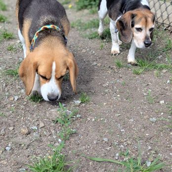 Pacheco Dog Park - Sniffing around the park - Dog Parks Near Me - Santa Cruz, California