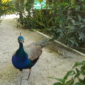 Playa Palancar - Peacock hanging out. He will eat tortillas out of your hand. - Beaches Near Me Playa Palancar - Peacock hanging out. He will eat tortillas out of your hand. - Beaches Near Me