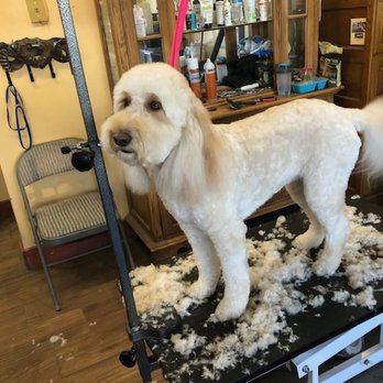 Dog Holliday Mobile Grooming - Pet Groomers Near Me Dog Holliday Mobile Grooming - Pet Groomers Near Me