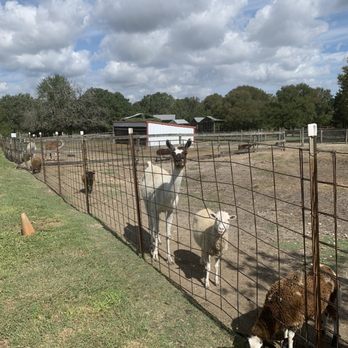 Crowes Nest Farm - Attraction Farms Near Me - Manor, Texas Crowes Nest Farm - Attraction Farms Near Me - Manor, Texas