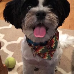 freshly groomed before the holidays