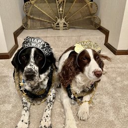Bingo and Sweetie. Very happy clients. Bingo and Sweetie. Very happy clients.