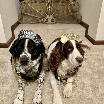 Eastside Animal Hospital - Bingo and Sweetie. Very happy clients. - Veterinarians Near Me - Mesa, Arizona Eastside Animal Hospital - Bingo and Sweetie. Very happy clients. - Veterinarians Near Me - Mesa, Arizona