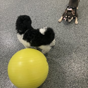 Dog BnB - Play with me! :) - Pet Boarding Near Me - Houston, Texas Dog BnB - Play with me! :) - Pet Boarding Near Me - Houston, Texas
