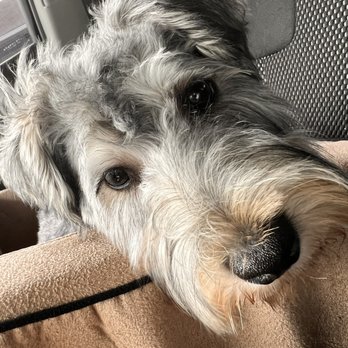 PetSmart - Her head after her visit. - Pet Training Near Me - Harahan, Louisiana