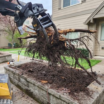 Childress Tree - If you can't grind it, pull it out! - Tree Services Near Me Childress Tree - If you can't grind it, pull it out! - Tree Services Near Me