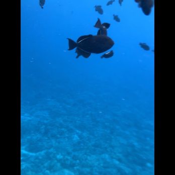 Calypso Charters - First spot - Snorkeling Near Me - Wailuku, Hawaii