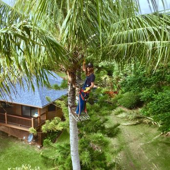 Tree Amigos - two people climbing a palm tree - Tree Services Near Me Tree Amigos - two people climbing a palm tree - Tree Services Near Me