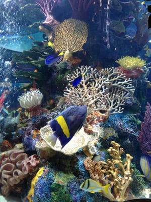 Rainforest Cafe by null