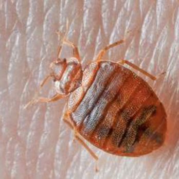Bug Us Pest Control - Bed Bug - Pest Control Near Me - Belvidere, New Jersey Bug Us Pest Control - Bed Bug - Pest Control Near Me - Belvidere, New Jersey