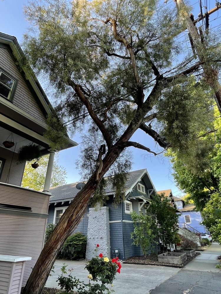 Stumpman - tree service in Sacramento, CA