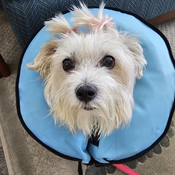 Sunset Veterinary Surgery - Stitches removed today - Veterinarians Near Me - Clearwater, Florida Sunset Veterinary Surgery - Stitches removed today - Veterinarians Near Me - Clearwater, Florida