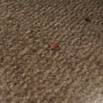 Delavan Lake Resort - Disgusting-some of the bugs in our room during our two day stay - Resorts Near Me - Delavan, Wisconsin