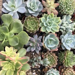 The Happy Succulent - Variety of succulents in stock @ the Happy Succulent.