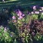 Photo of South Park Gardens